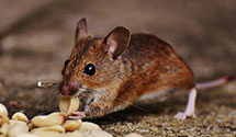 24 Hour & Emergency Exterminators in Rancho Suey, CA